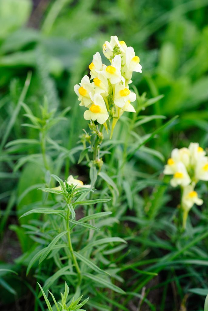 Blackbox Gardening