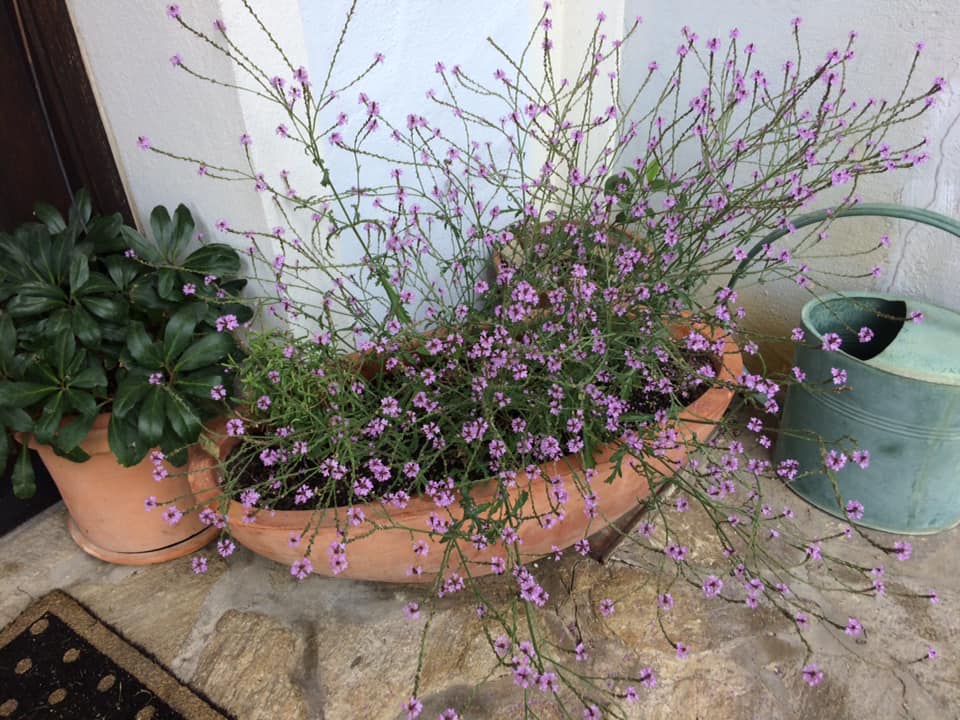 Verbena officinalis
